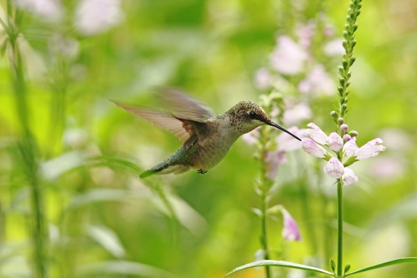 Hummer And Obedient Plant by Deb Oppermann